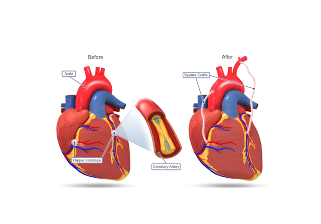 القلب النابض